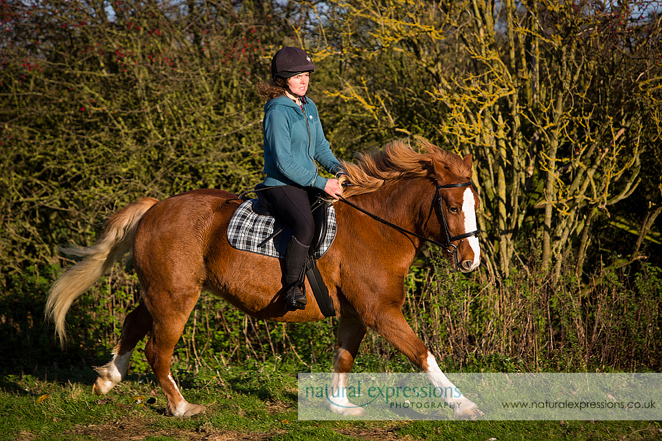 Lincoln equine & pet photographer