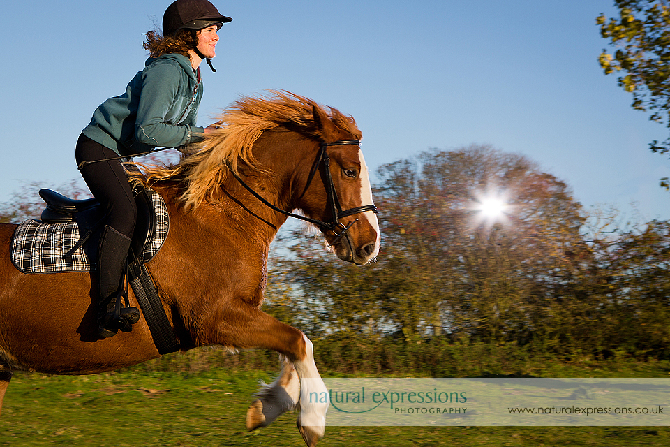 Lincoln equine & pet photographer